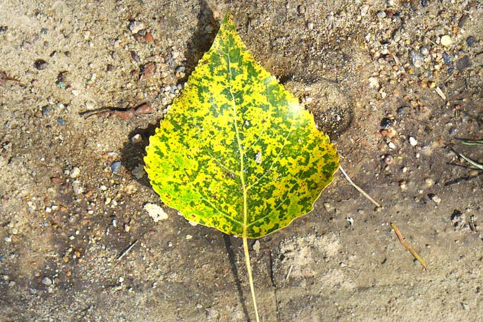 Appartenance