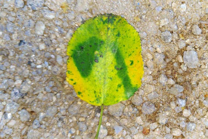 Appartenance