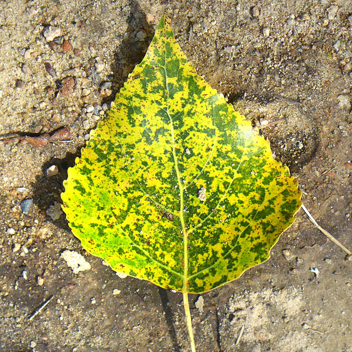 appartenance