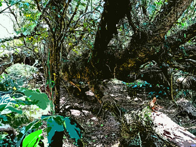 Roche Écrite