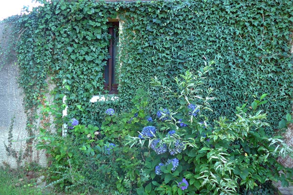 Vigne vierge