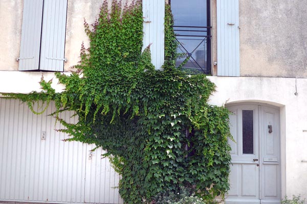 Vigne vierge