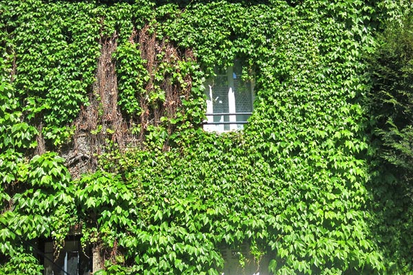 Vigne vierge